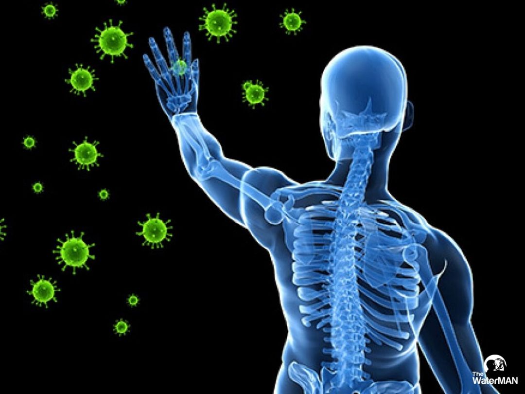 Hệ miễn dịch có nhiều cách để tiêu diệt virus gây cảm