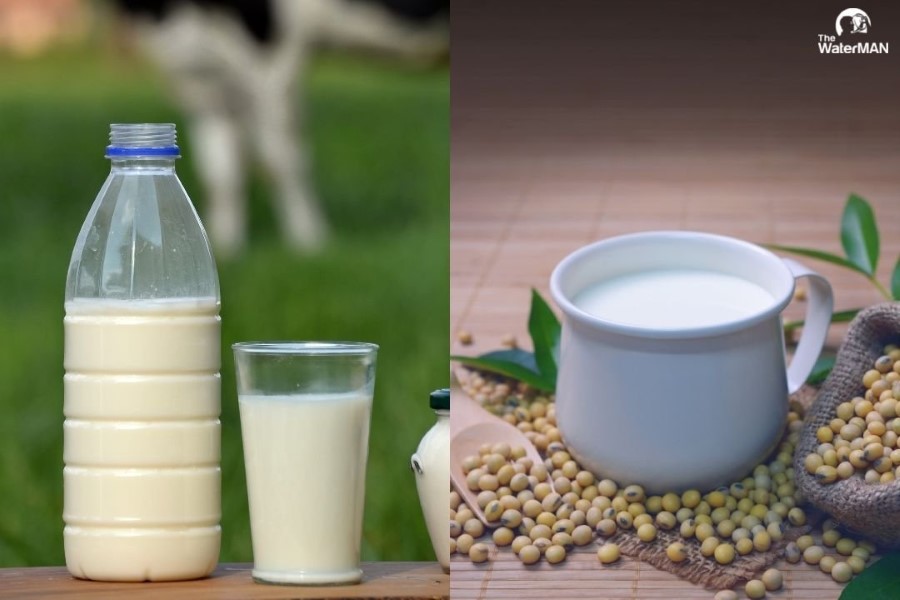 Sữa động vật và sữa hạt